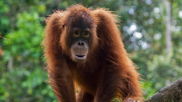 Illustration for article titled Put Down The iPad And Go Shave An Ape! 6 Awesome Things ’90s Kids Grew Up Doing To Orangutans That Kids Today Are Totally Missing Out On